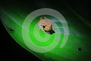 A brown, yellow colored tree frog with black, dark eyes sitting on a bright green leaf