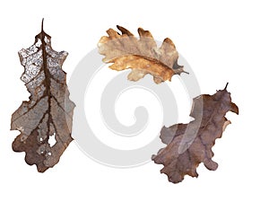 Dry oak leaves set isolated on white photo