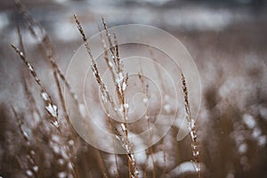 Brown-yellow dry grass covered with white snow close-up. Natural background. Autumn or winter texture