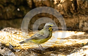 Brown and yellow female Atlantic Canary bird Serinus canaria