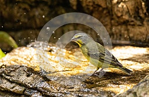 Brown and yellow female Atlantic Canary bird Serinus canaria i