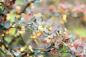 Brown, yellow and green leaves of the bush barberry