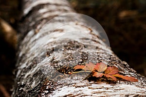 A brown and yellow leaf on a tree trunk in autumn
