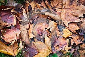 Brown and yellow leaves on green grass in autumn.