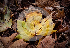 Brown and yellow leaves on green grass in autumn.