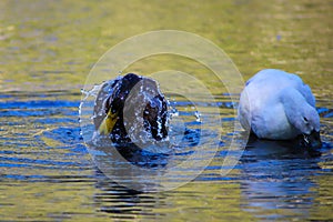 A brown and yellow mallard duck splashing in the lake water next to a white and gray duck at Kenneth Hahn Park