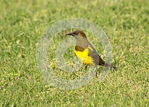 Brown-and-yellow Marshbird