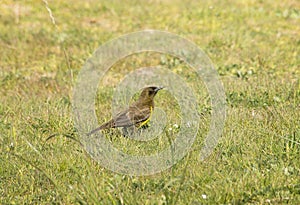 Brown-and-yellow Marshbird