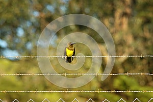 Brown-and-yellow Marshbird