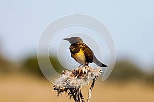 Brown-and-yellow marshbird perched on a dry plant. Pseudoleistes virescens.