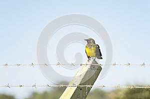 Brown-and-yellow Marshbird