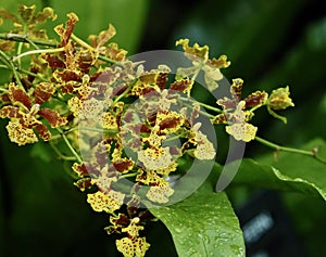 Brown And Yellow Oncidium Orchid