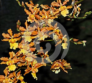 Brown And Yellow Oncidium Orchid