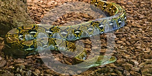 Brown and yellow reticulated python crawling over the ground, popular big snake from Asia