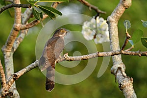 Brown with yellow ring eyes bird perching on white flower branch in Bangkokcity garden, Large hawk-cuckoo Hierococcyx