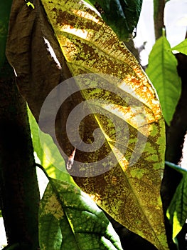 Brown and Yellow Single Leaf with a Green Foilage Background