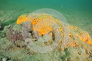 Brown and yellow sponges on flat bottom