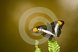 Brown, yellow and white butterfly with open wings sitting on a green fern leaf close-up macro