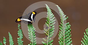 Brown, yellow and white butterfly with open wings sitting on a green fern leaf