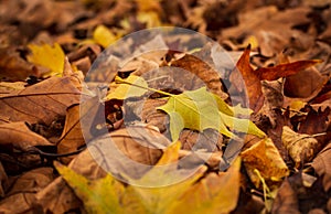 Brown and yelolow colored leaves in a park. Autumn time. November