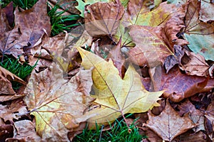 Brown and yelolow colored leaves in a park. Autumn time. November