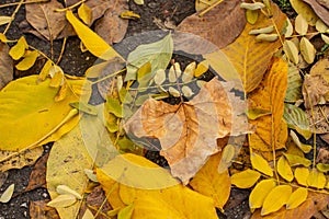 Brown and yelolow colored leaves in a park. Autumn time. November