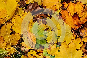 Brown and yelolow colored leaves in a park. Autumn time. November