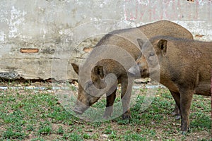 Brown short hair wild boars trespass through human living space photo