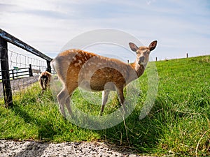 Brown young deer by a wooden fence in a zoo or open farm. Warm sunny day, cloudy sky. Trip to explore nature concept