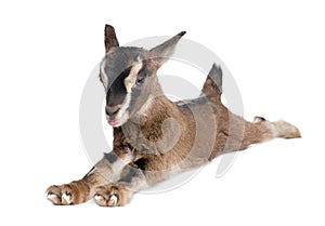 Brown Young Goat lying down (3 weeks old)