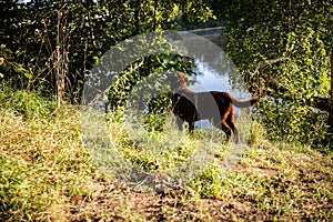 A brown young Labrodor looks for prey on the lake. The dog is hunting. The chocolate dog runs along the shore.