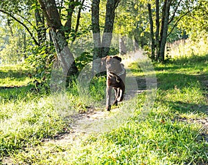 A brown young Labrodor is running along the road. Around green trees, bushes, grass. The dog has a watchdog collar.