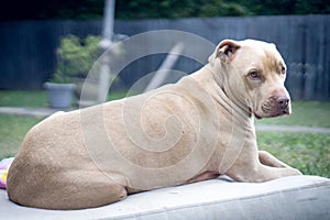 a brown young pit bull dog is lying on a white mattress in backyard looking at camera