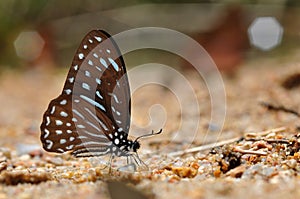 Brown zebra butterfly