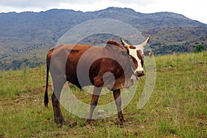 Brown zebu.