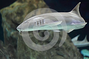 Brownbanded bamboo shark