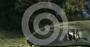 Brownbanded bamboo shark