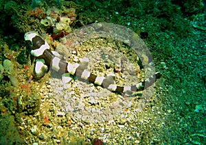 Brownbanded Bamboo Shark Juvenile, Indonesia