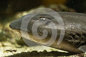 Brownbanded bamboo shark & x28;Chiloscyllium punctatum& x29; head