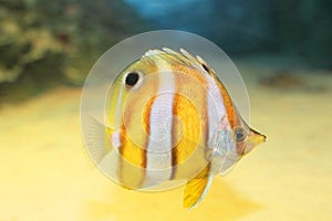 Brownbanded butterflyfish