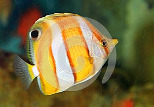 Brownbanded butterflyfish