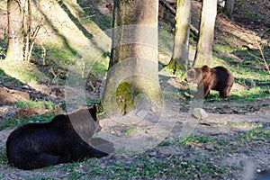 A Brown bear photo