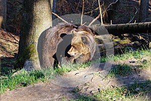 A Brown bear photo