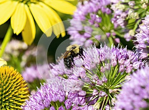 A Brownbelted Bumble Bee Bombus griseocollis Seeking Pollen on Colorful Flowers