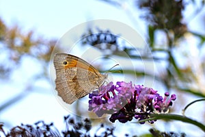 A brownbutterfly, a Maniola jurtina, sits on the blossoms of a Buddleja