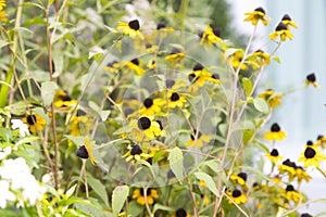 Browneyed susan Rudbeckia triloba.