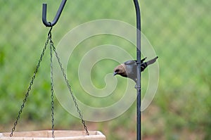 Brownheaded Cowbird at bird feeders
