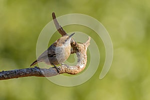 Brownheaded Nuthatch perched on tree branch