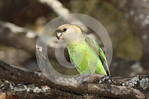 Brownheaded parrot Poicephalus cryptoxanthus is sitting on the branch