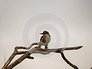 Brownhooded Kingfisher